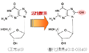 8-OHdGの構造。活性酸素（ヒドロキシラジカル）によるDNA酸化で8-OHdGが形成されます